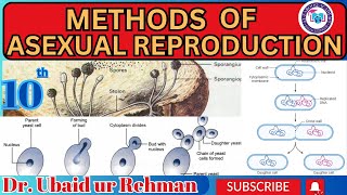 141 Methods of Asexual Reproduction  Binary Fission  Fragmentation  Budding Spore Formation [upl. by Artinek133]