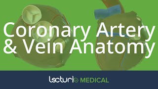 Coronary Artery amp Vein Anatomy  Cardiac Anatomy [upl. by Sandi410]