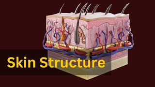 quotSkin Anatomy and Physiology Explained The Science Behind Your Skinquot [upl. by Perzan727]