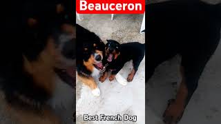 Beauceron French Dog [upl. by Einned]