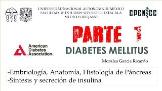 DIABETES MELLITUS Pte 1 Pancreas amp Insulina  Clase virtual  Dr Garcia [upl. by Euginimod]