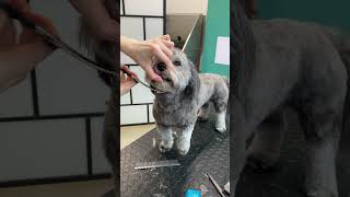 Havanese dog face trim [upl. by Sredna]