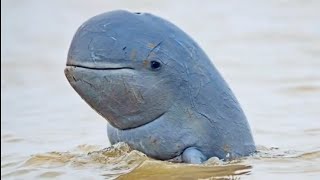 Irrawaddy dolphin facts [upl. by Enelyam]