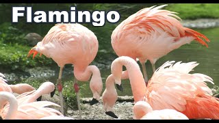 Beautiful flamingo birds video  Natural flamingo birds scenery  Flamingo birds walling [upl. by Eirac463]