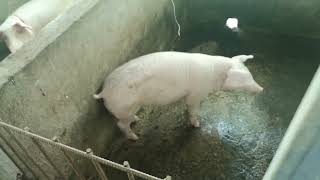 piggery farm thanks God everything is good thank you lord [upl. by Notgnilra]