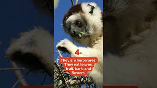 The Fascinating World of Lemurs Madagascars Endemic Primates [upl. by Natehc]