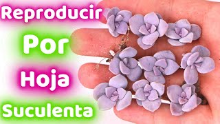 COMO REPRODUCIR CON MUCHO EXITO SUCULENTAS POR HOJAS  GRAPTOPETALUM SUPER BOOM [upl. by Thorin797]