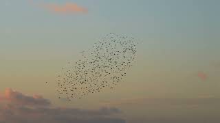 Flock Starlings Birds Flying Stock Video Footage [upl. by Bevers]