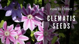 How to save Clematis Seeds [upl. by Enyleve391]