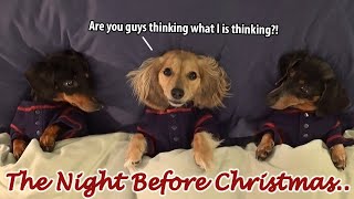 Ep7 Dachshund Mischief on the Night Before Christmas [upl. by Yeroc162]