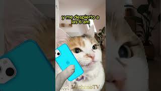 eres el hombre de mi VIDA 😹😹😹 gatoschistosos humor [upl. by Chelsae]