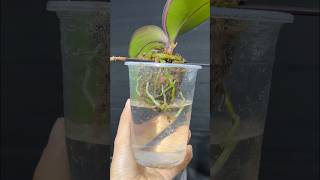 Growing Phalaenopsis orchids in water and results orchid garden [upl. by Notslah]