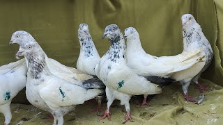 400 per mei Fulsare KaldumeKhaureCheenaHareZaakSayyed Pigeon Loft7021412370 [upl. by Siskind]