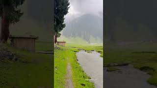 khashmir valley🤩 tree viral short [upl. by Galligan766]