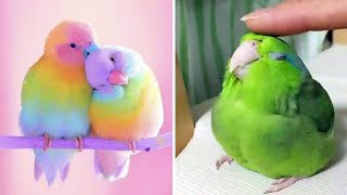 Smart And Funny Parrots Parrot Talking Videos Compilation 2023  Cute Birds 43 [upl. by Rorrys594]