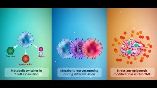 Modulating T cell metabolism can improve cancer immunotherapy efficiency [upl. by Eadas]