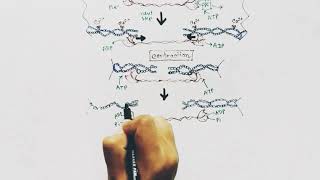 Muscle contraction  Hindi part 2  Sliding Filament Theory [upl. by Yllek]