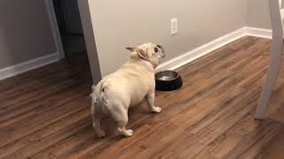 Angry French Bulldog on Diet Throws Tantrums for Not Getting Food  1065754 [upl. by Laks961]