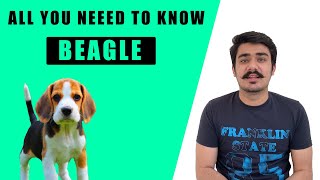 BEAGLE DOG INDIA  Beagle dog price in IndiaBeagle dog playingexercise needIs a good family dog [upl. by Xella]