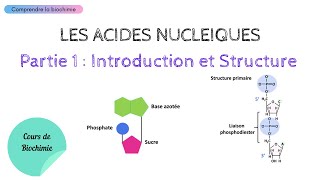 ACIDES NUCLEIQUES  INTRODUCTION ET STRUCTURE  Biochimie Facile [upl. by Jarad413]