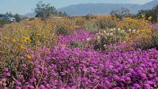 Stunning desert wildflower superbloom at Henderson Road in Anza Borrego Desert State Park [upl. by Nauhs942]