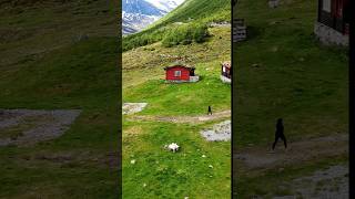 📍Breiddalen Valley Lookout💚🏞️🐑🐏🇳🇴travel norwaynature shorts [upl. by Seaddon]