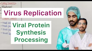 Virus Replication  Viral Protein Synthesis and Processing [upl. by Ayekram]