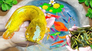 Amazing Catch Nest Aquarium Fish In Tiny PondArowana Koi Guppies Pencil Fish I Fishing Vidio [upl. by Sivia]