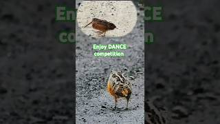 Dancing Woodcock  The Most Elegant Bird  woodcock dance to music  Savaria song [upl. by Eseuqram]