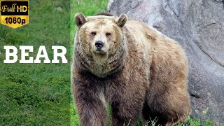 Unedited footage of a Bear Stock Footage  Free HD Video  no copyright [upl. by Ztnarf]