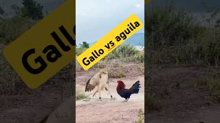 Le fallo al águila leyvafamilyvlog gallos águila campo rancho pelea viralshorttips trending [upl. by Brook]