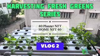 Green Amaranthus  Harvesting Fresh Greens Series  Vlog 2  Hydroponics  NFT  Chennai gardening [upl. by Nannette]