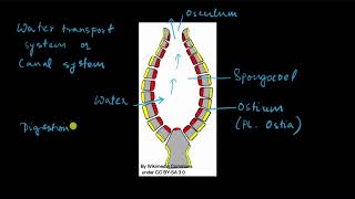 Phylum Porifera  Animal kingdom  Biology  Khan Academy [upl. by Yddet315]