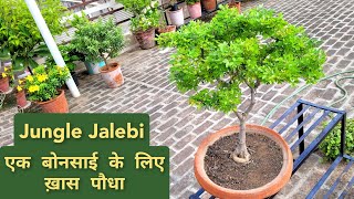 जंगल जलेबी प्लांट केयर How to care Pithecellobium dulce bonsai Best plant for bonsai [upl. by Loris]