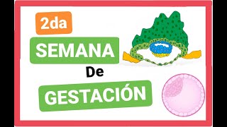 ✅SEGUNDA 2da SEMANA del DESARROLLO EMBRIONARIO Disco Germinativo Bilaminar EMBRIOLOGÍA clase 4 [upl. by Divadnoj]