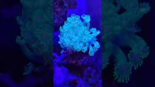 reef coralreeftank coralreef reeftank ocean redsea nanoreef corals marinetank kcea [upl. by Pinette]