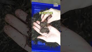 台灣鹿角金龜之端午節包粽子 shorts beetle breeding mfbeetles [upl. by Charbonnier]