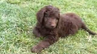 Australian Labradoodles Canyon Court California [upl. by Kirsch]