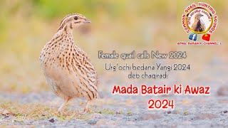 female quail call New 2024 Madi Batair ki Awaz 2024  female quail sound 2024 [upl. by Gildas328]