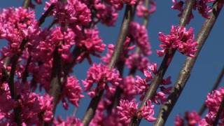 Choosing a Redbud Tree for Your Yard [upl. by Cherye]