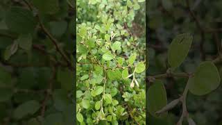 Ziziphus mauritiana is a spiny evergreen shrub birds mayurbhanj conservation cuttack [upl. by Naldo501]