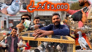 5000 kay Kabootar Liya Aj 😍 [upl. by Roath]