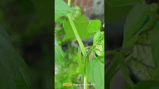 Gooseberry plant floweringplant andnature gooseberry fruit 🍑🍓🍑🍓🍑🍓 [upl. by Courtland488]