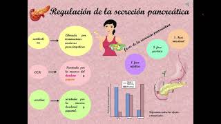 Tema 012 Regulación de la secreción pancreática [upl. by Inahpets]