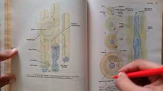 Part1 fastest Revision Chapter3Nerve fibers amp peripheral innervation neuroanatomy neurociencia [upl. by Regni]