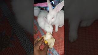 May rabbits so cute shorts shortvideo siamnatural [upl. by Edrea326]