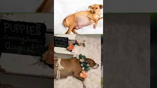 Pet care Seevices dog beagle pet doglover [upl. by Derwin]