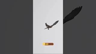 The Most Amazing Falcon Attacks Ever Caught on Camera bird falcon wildlife nature eagalattact [upl. by Renfred]