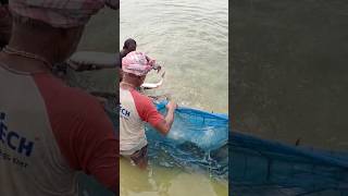 Fish Caching videofishing fishing fish fishing fishbrain viralvide viralshorts viralvideos [upl. by Ahsar]