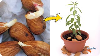 How to germinate ALMOND step by step  Easy   Grow Almond tree at Home  The EASIEST Way [upl. by Ruperta]